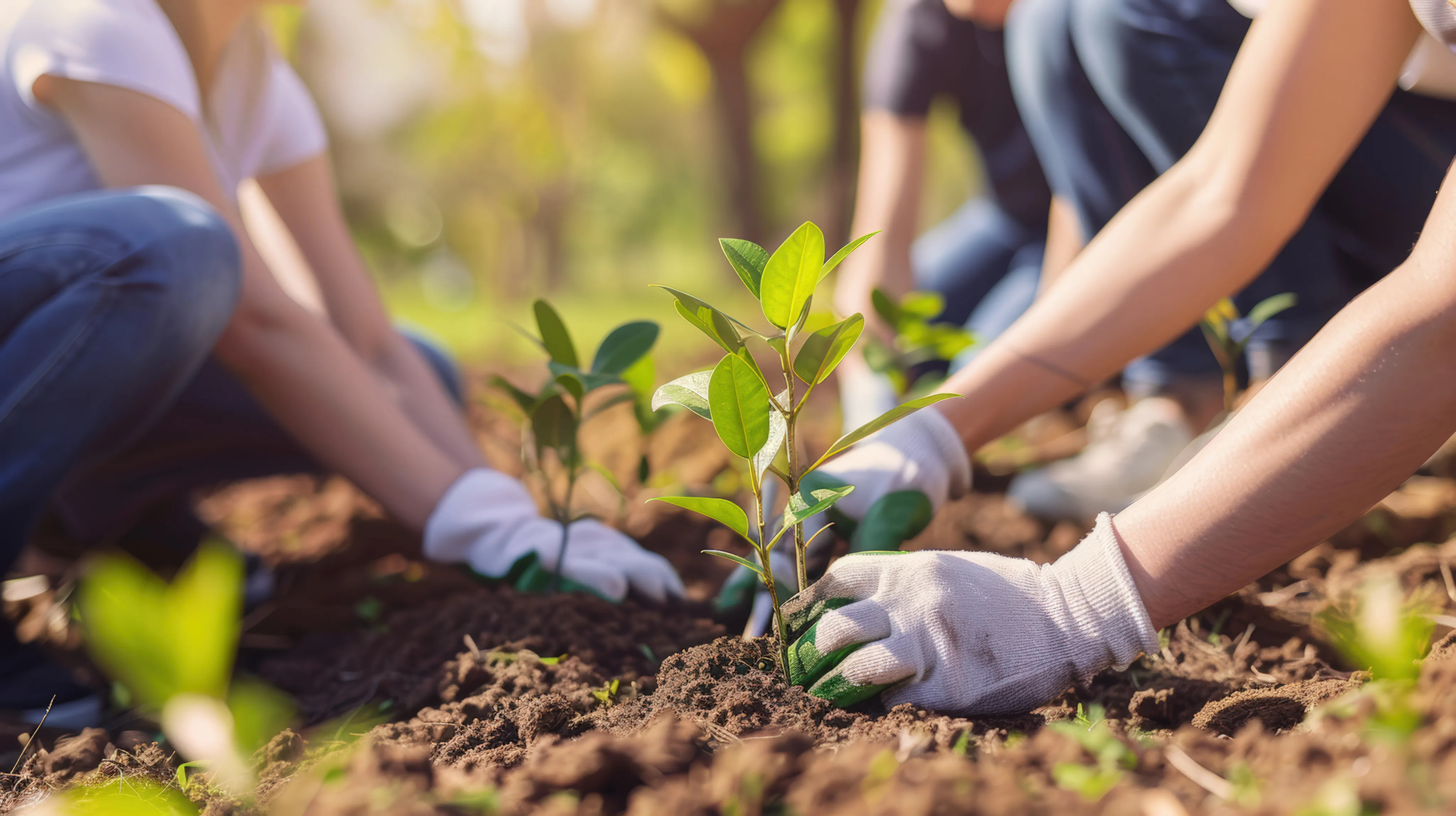 Personas plantando flores